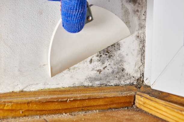 Best Biohazard Mold Removal  in Aurora, MO